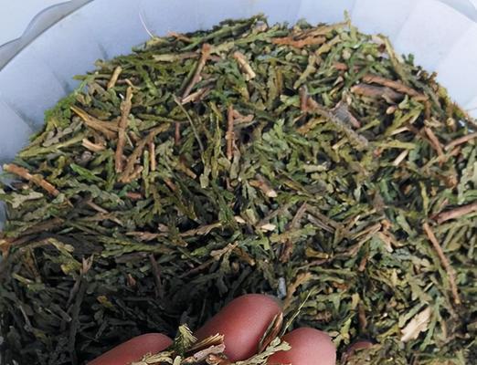 侧柏叶的功效与作用（探究侧柏叶的药用价值及养生效果）